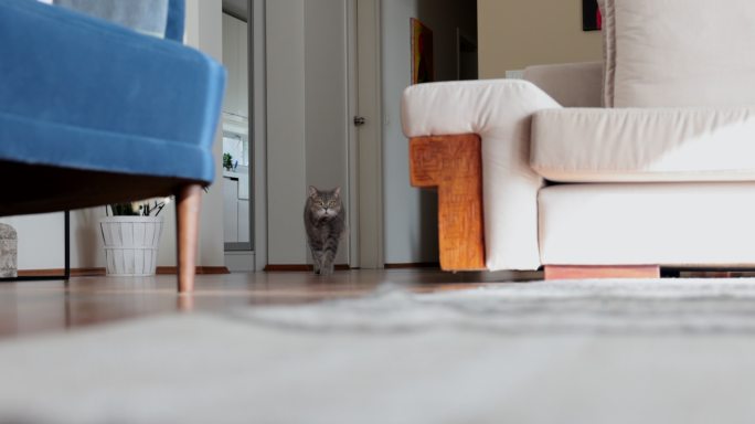 一只英国短毛猫在房子里走来走去。原始袋（猫腹部皮瓣）