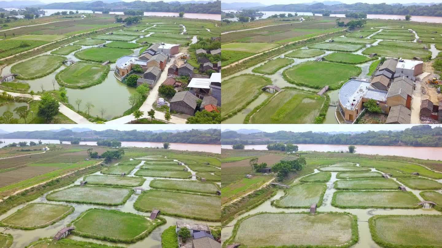 中国广西的乡村特色水稻田，岛屿型农田