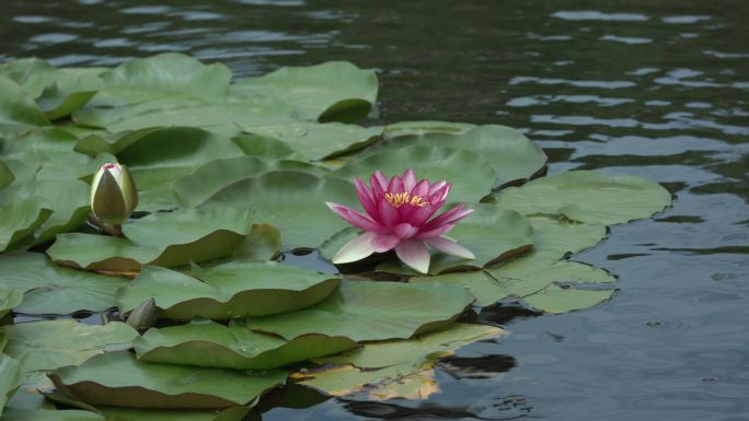 莲花 睡莲 水莲 小叶莲 红莲花