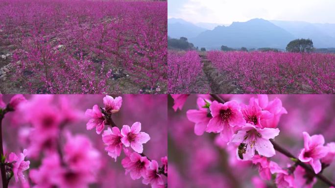 桃花 桃花林 桃花园 桃树 桃花实拍