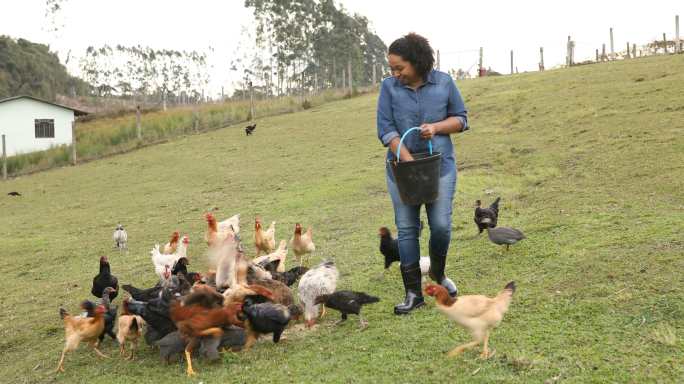 在田野里喂鸡的女人