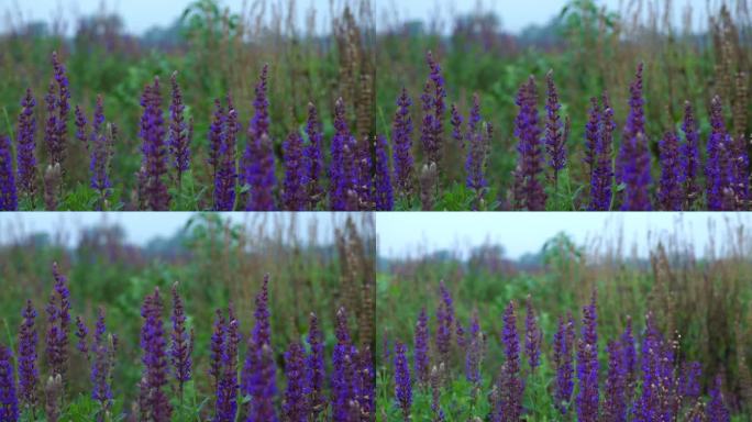 紫色 花海 花园 园林 郊野