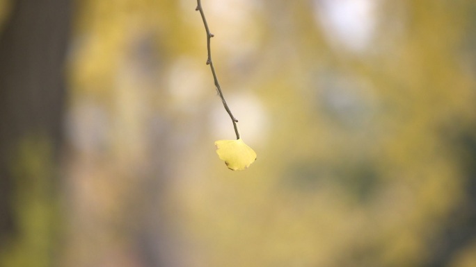 黄色花特写