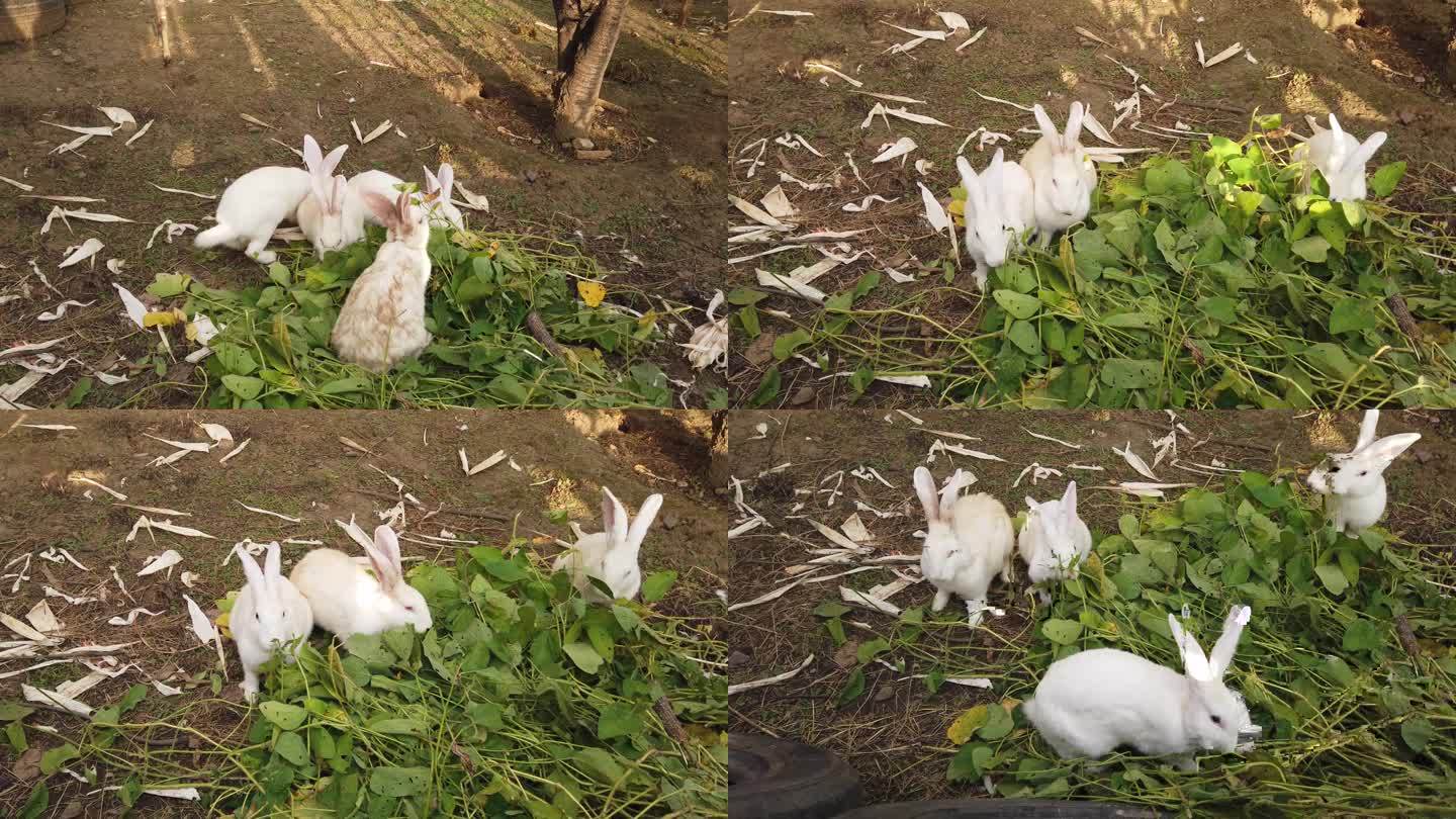 家兔吃草 兔子养殖