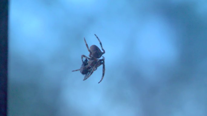 蜘蛛在网上觅食