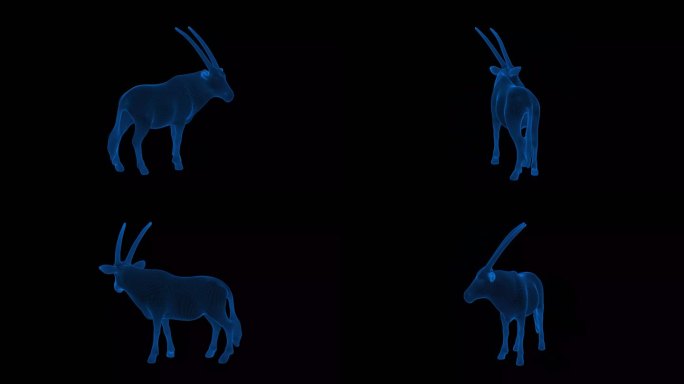 4K蓝色全息科技线框动物 羚羊素材带通道