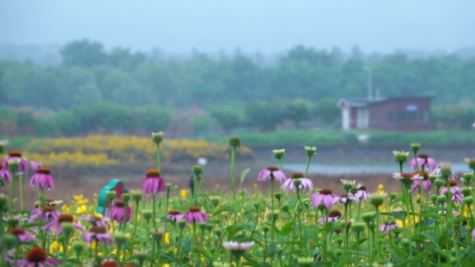 菊花 花海 粉红 园林 郊野