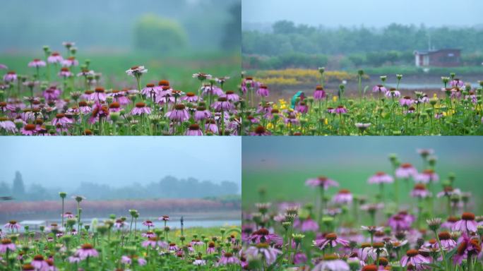 菊花 花海 粉红 园林 郊野