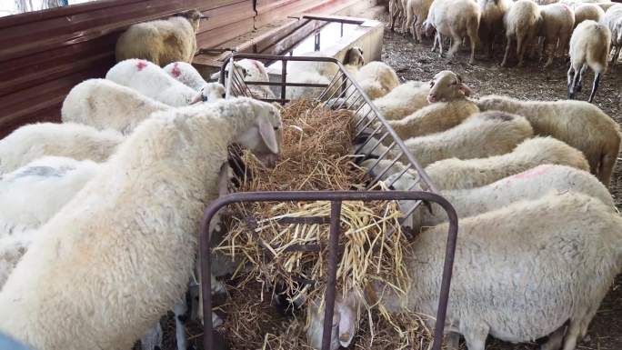 畜棚中的羊视频安纳托利亚，亚洲，土耳其-中东，4K分辨率，农业领域