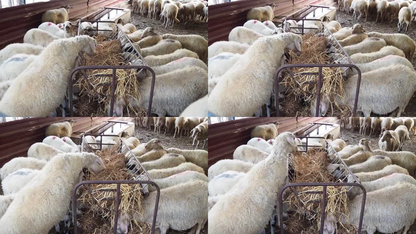 畜棚中的羊视频安纳托利亚，亚洲，土耳其-中东，4K分辨率，农业领域