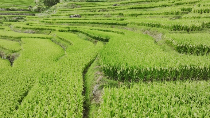 航拍浙江金华塔石岭边梯田