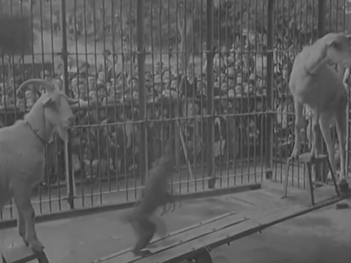 60年代动物表演 马戏团