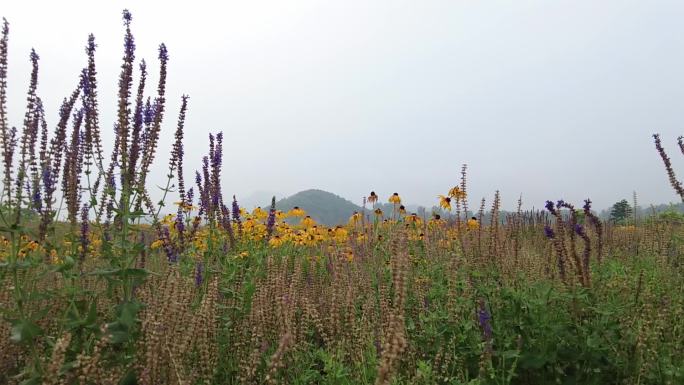 航拍 花海 黄花 郊区 郊野 怒放 远山