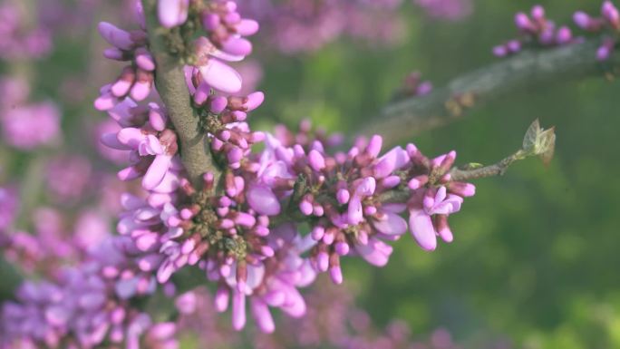 紫荆 紫荆花开 春暖花开 含苞待放 花香