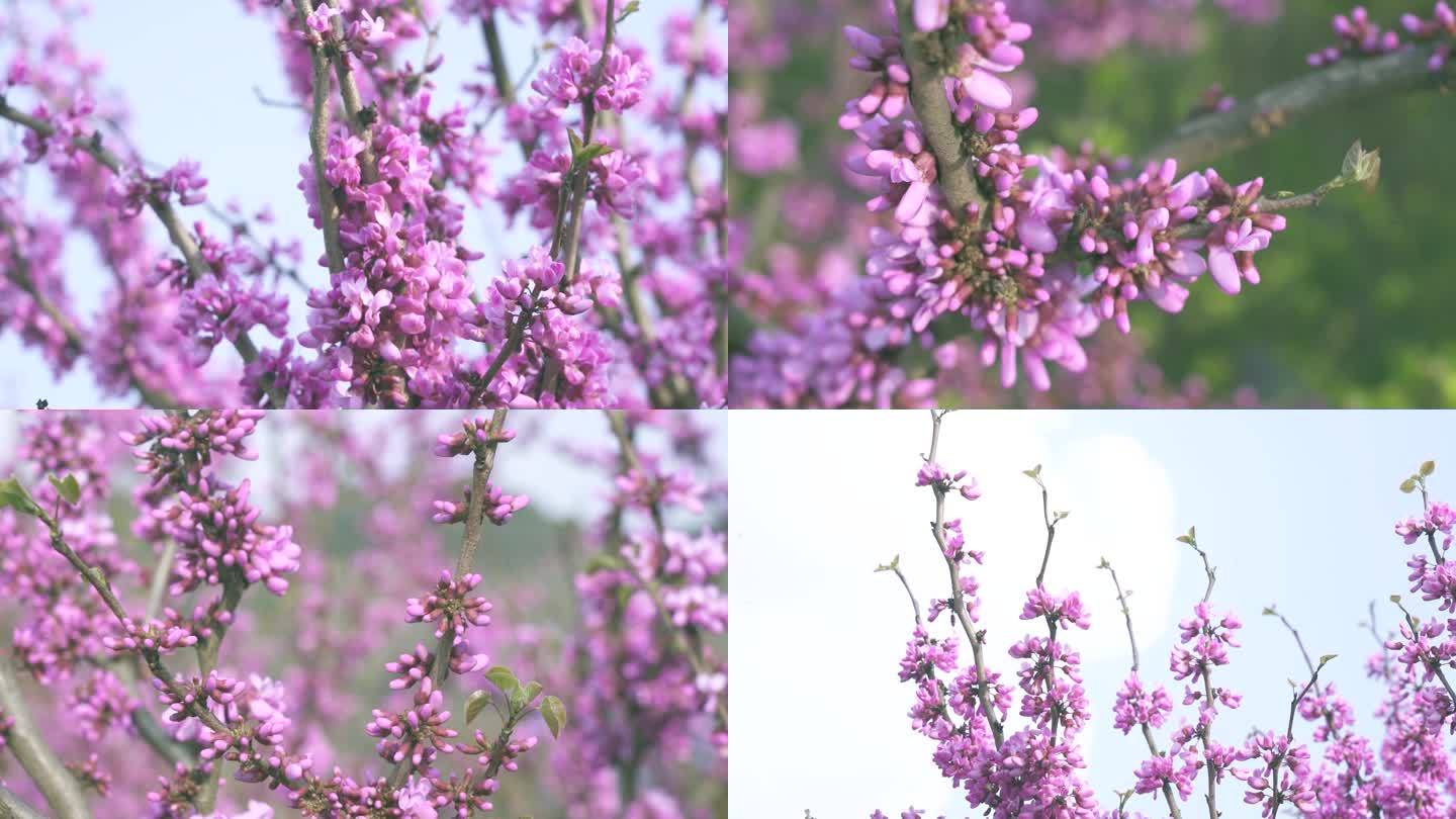 紫荆 紫荆花开 春暖花开 含苞待放 花香