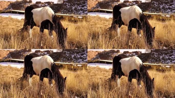 秋牧场黑白马吃草