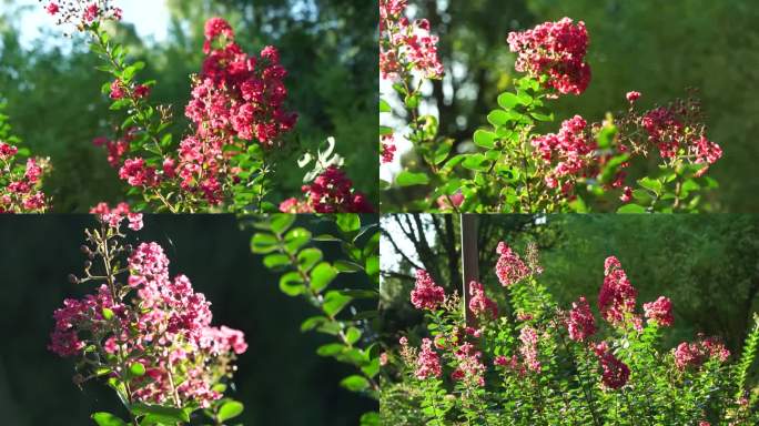 紫薇花  阳光灿烂 早晨夏天小清新