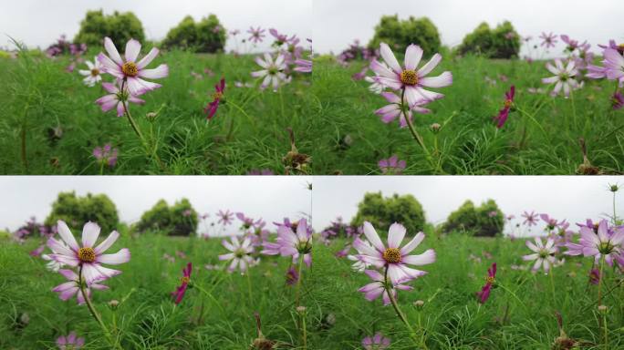 航拍 花海 紫花 格桑花 郊野 怒放