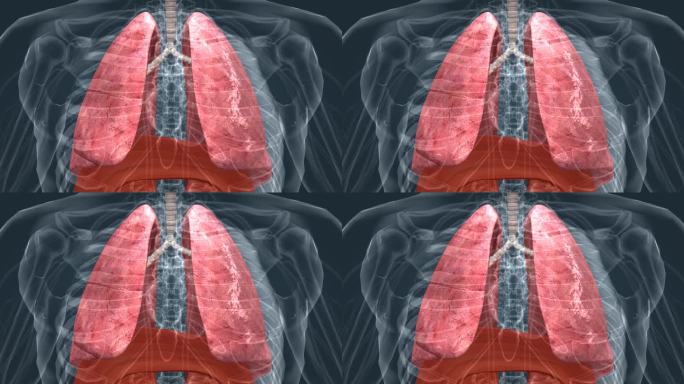 人体 肺部 呼吸 医学 科普 三维 动画