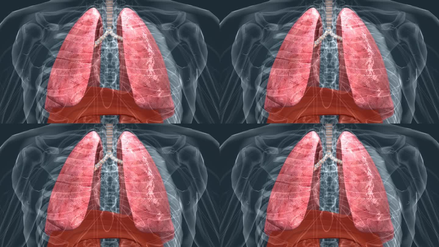 人体 肺部 呼吸 医学 科普 三维 动画