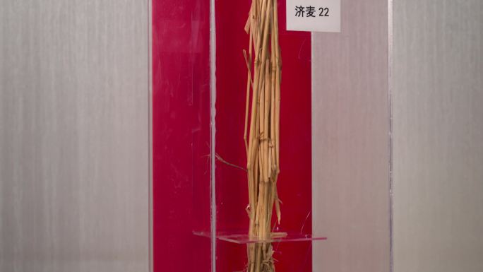济麦22种子 小麦种子标本展示