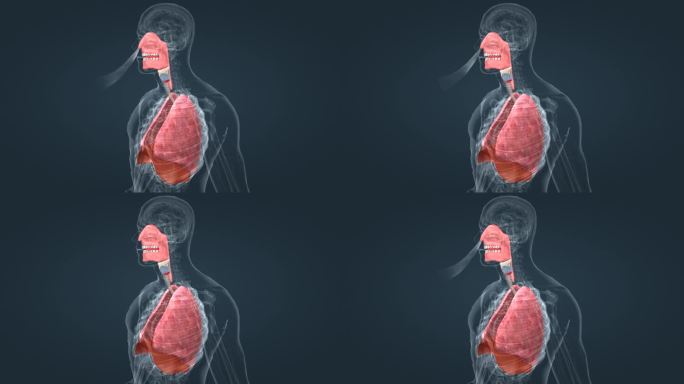 人体 奥秘 科普 知识 呼吸系统三维动画