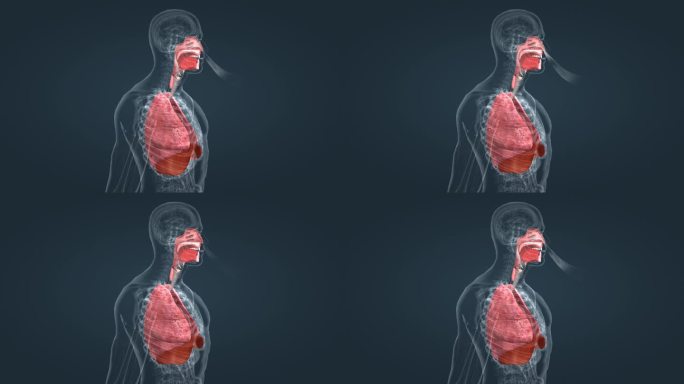 肺组织 肺功能 三维人体 医学动画