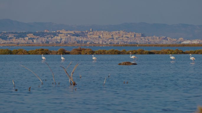 在意大利撒丁岛，粉红色火烈鸟沿着泻湖自由放松。