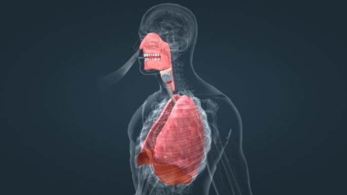 人体 化痰 止咳 清肺 润肺 呼吸系统