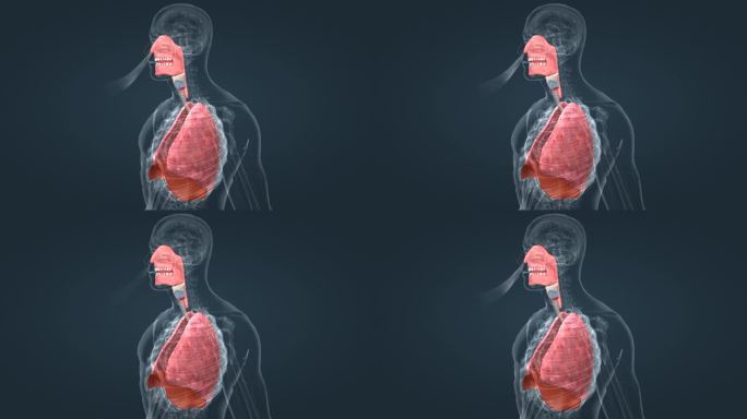 人体 化痰 止咳 清肺 润肺 呼吸系统
