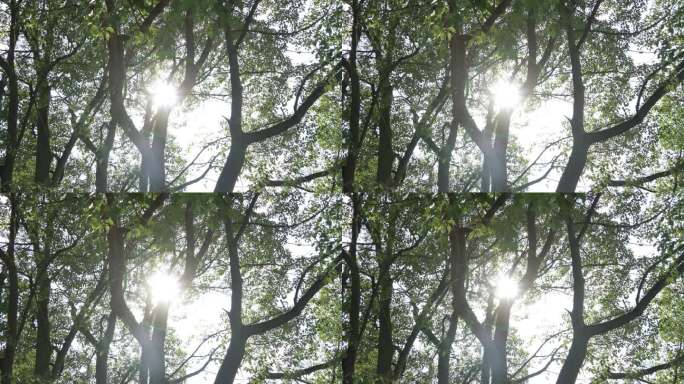 阳光透过树叶间隙产生光晕