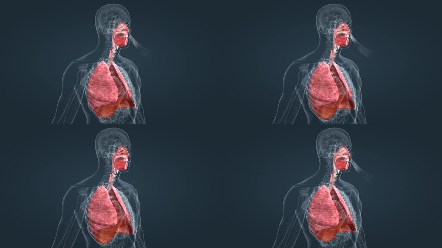 肺呼吸功能动画