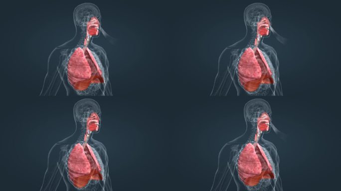 肺呼吸功能动画