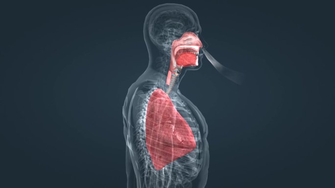 肺健康 人肺 肺病 呼吸系统三维动画演示