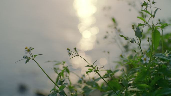 江边的花景1