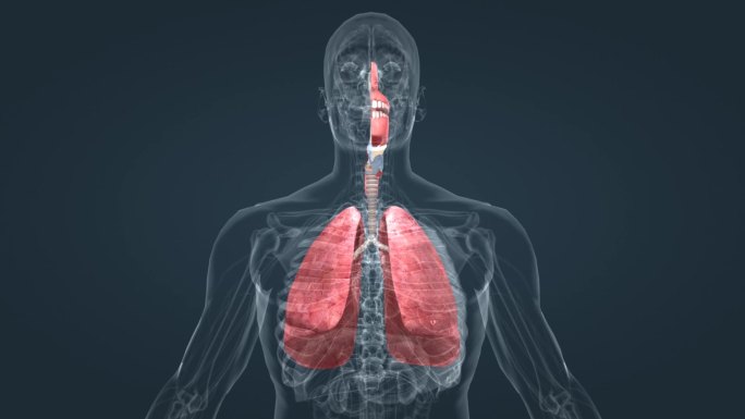 医学 人体 解剖 生理 机能 肺 呼吸