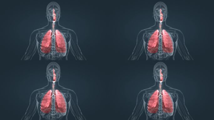 医学 人体 解剖 生理 机能 肺 呼吸
