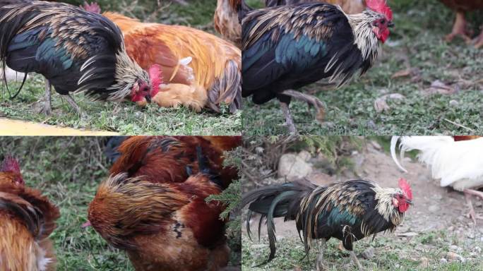 松鸣岩景区原鸡、红原鸡、茶花鸡