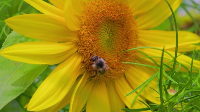 葵花上蜜蜂采蜜特写镜头