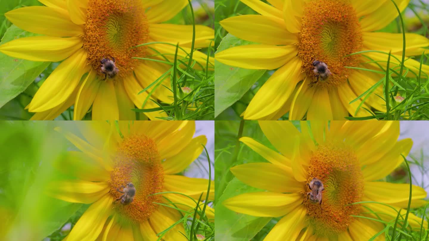 葵花上蜜蜂采蜜特写镜头