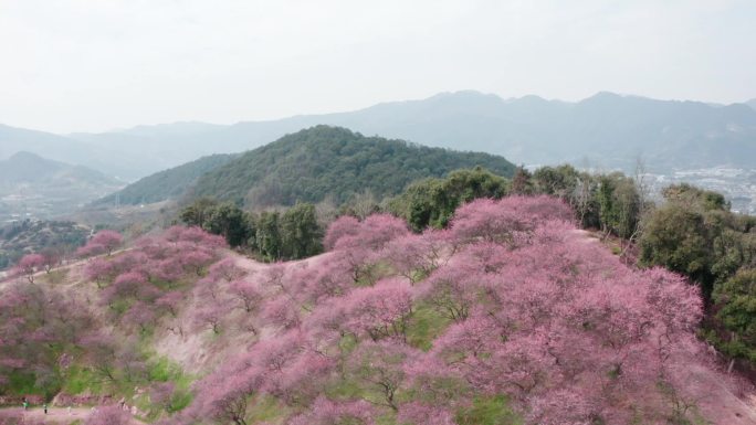 梅花 企业宣传片