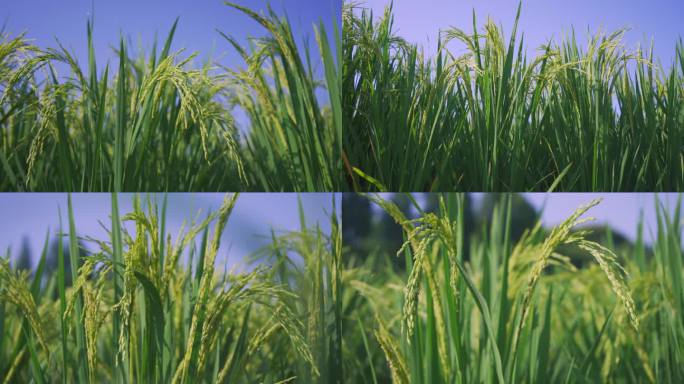 嫩绿稻谷生长期丨4K合集