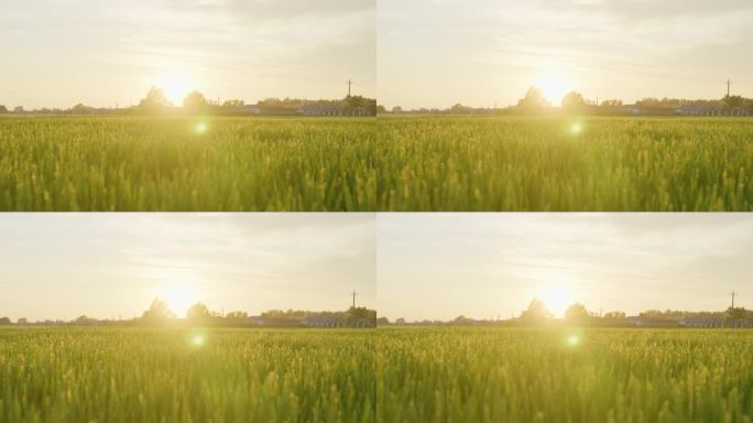 4k逆光稻田田野水稻稻穗