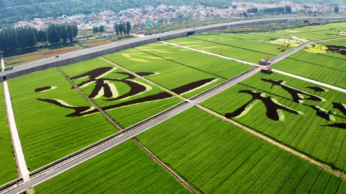 乡村振兴稻田画