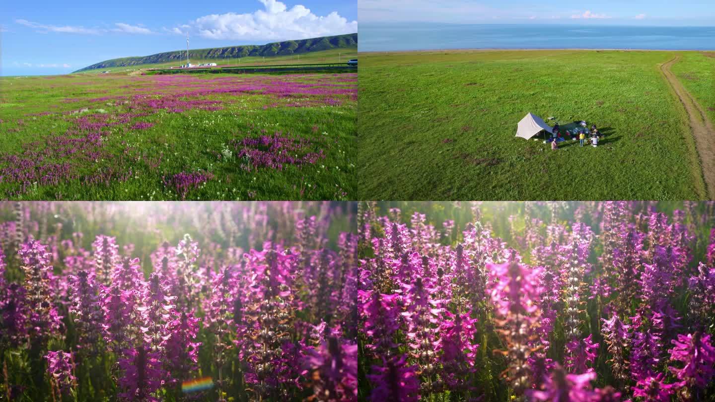 航拍8月青海湖湖畔野花