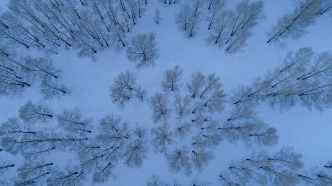 航拍雪季雪原小树林