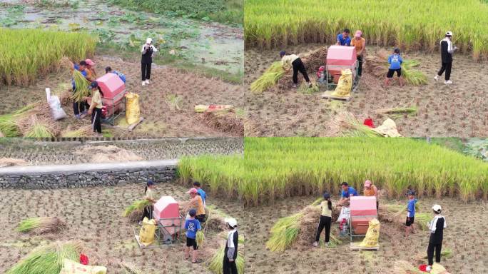 农民人工收割水稻