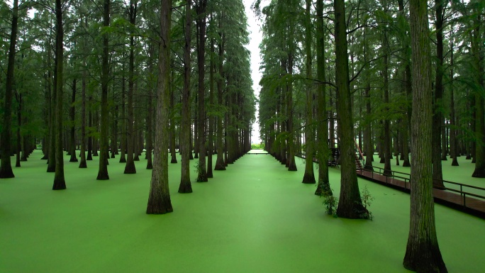 渌洋湖湿地公园-水上森林