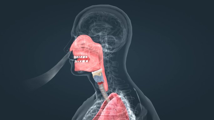 深呼吸 人体 动画  生理 人肺呼吸系统