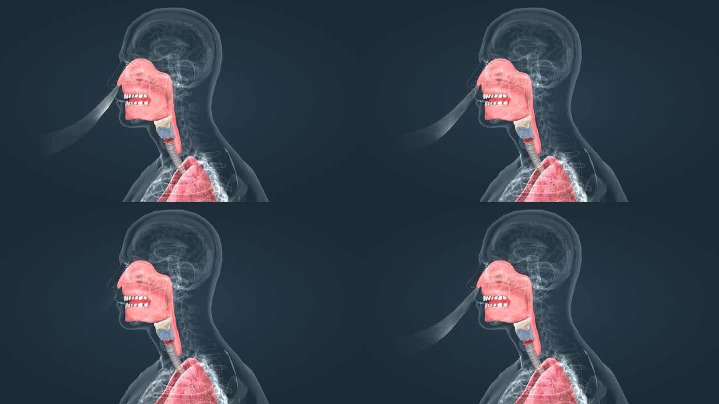 深呼吸 人体 动画  生理 人肺呼吸系统